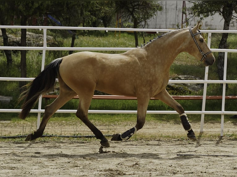 PRE Hengst 3 Jaar 165 cm Buckskin in La Cabrera