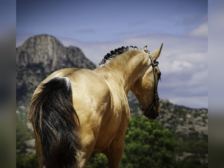 PRE Hengst 3 Jaar 165 cm Buckskin in La Cabrera
