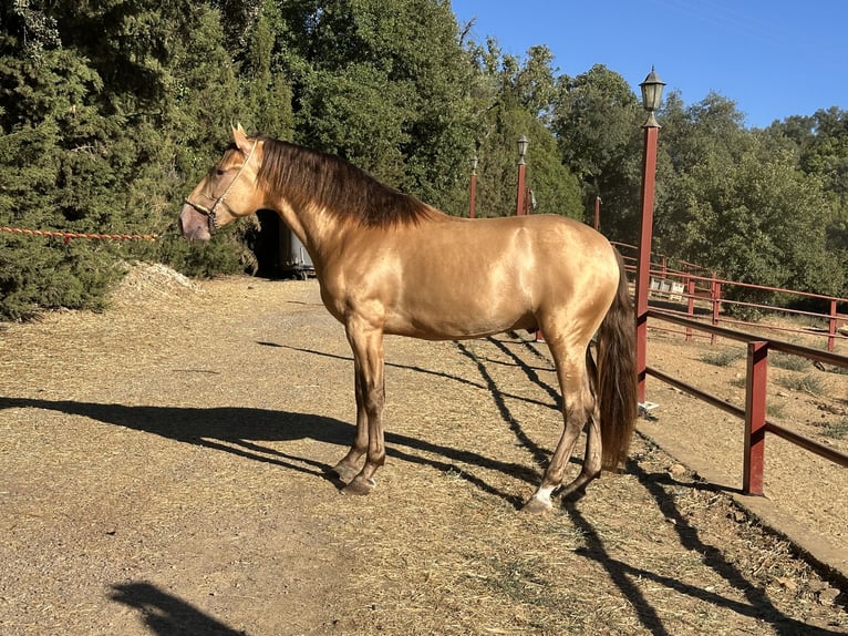 PRE Hengst 3 Jaar 165 cm Champagne in Galaroza (Huelva)