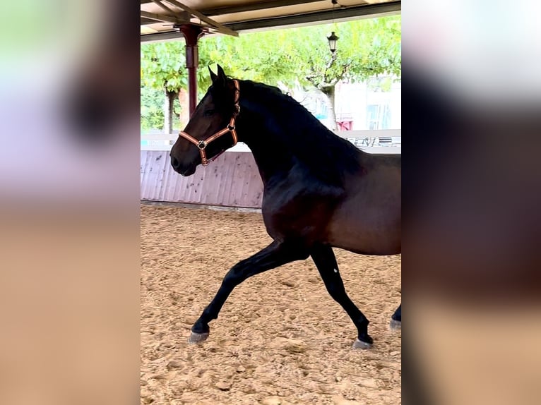 PRE Hengst 3 Jaar 165 cm Donkerbruin in El Catllar