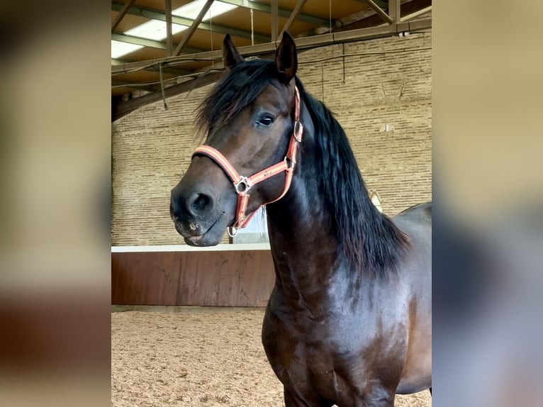 PRE Hengst 3 Jaar 165 cm Donkerbruin in El Catllar