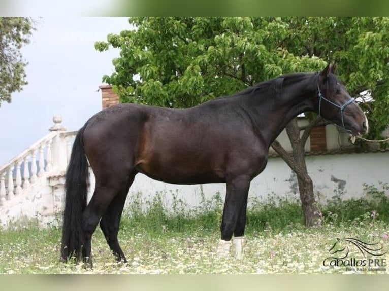 PRE Hengst 3 Jaar 165 cm Donkerbruin in Barcelona