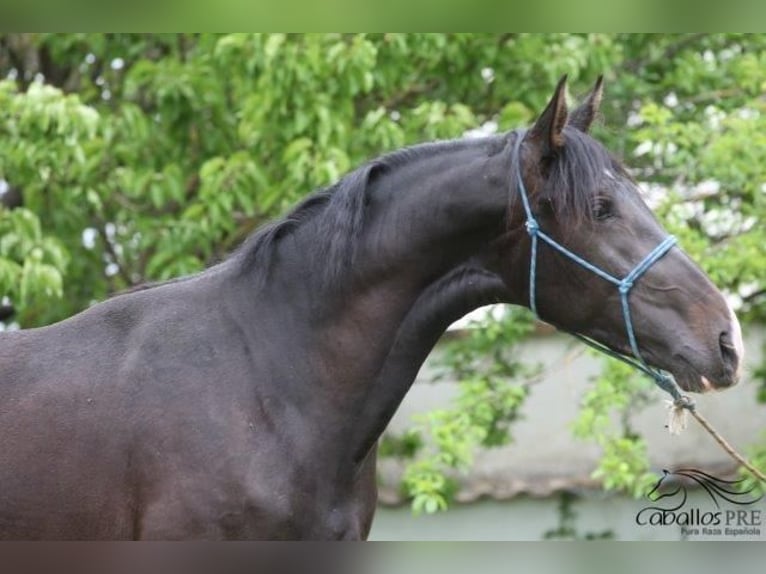 PRE Hengst 3 Jaar 165 cm Donkerbruin in Barcelona