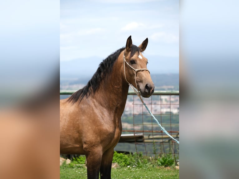 PRE Mix Hengst 3 Jaar 165 cm Falbe in Hamburg