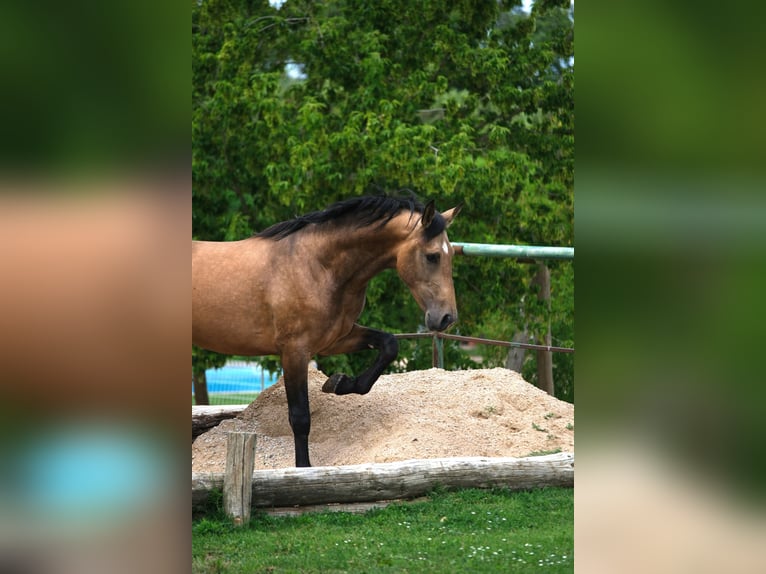 PRE Mix Hengst 3 Jaar 165 cm Falbe in Hamburg