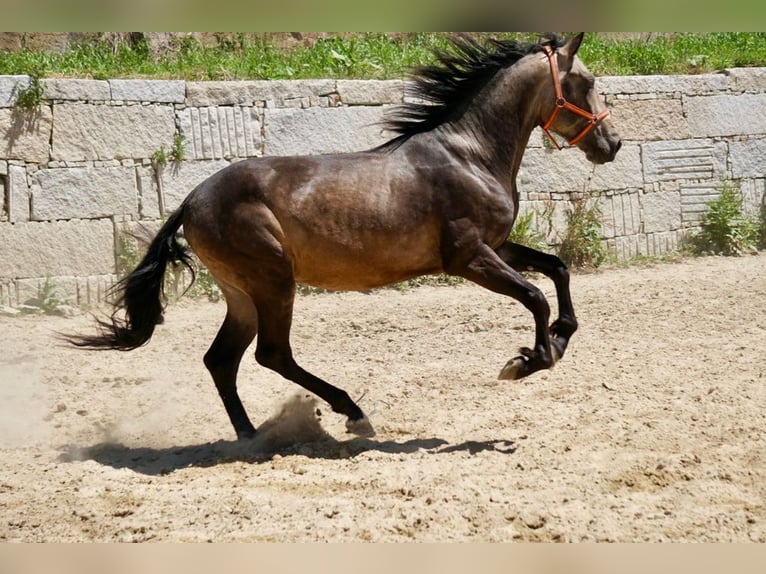 PRE Hengst 3 Jaar 165 cm Falbe in Vilamarín