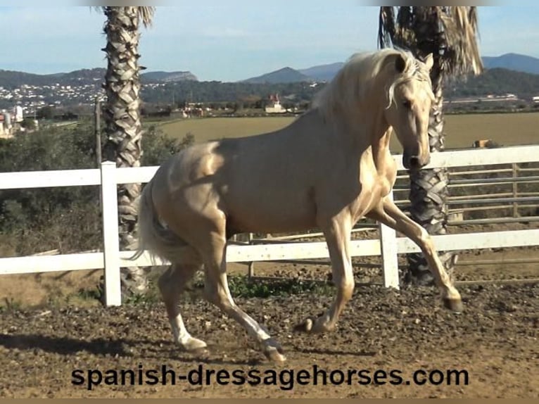 PRE Hengst 3 Jaar 165 cm Palomino in Barcelona