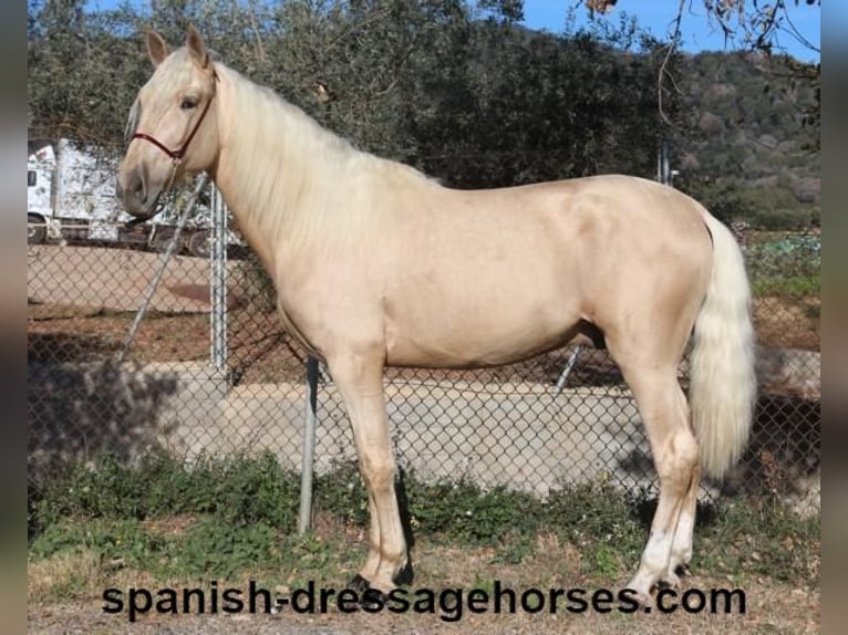 PRE Hengst 3 Jaar 165 cm Palomino in Barcelona