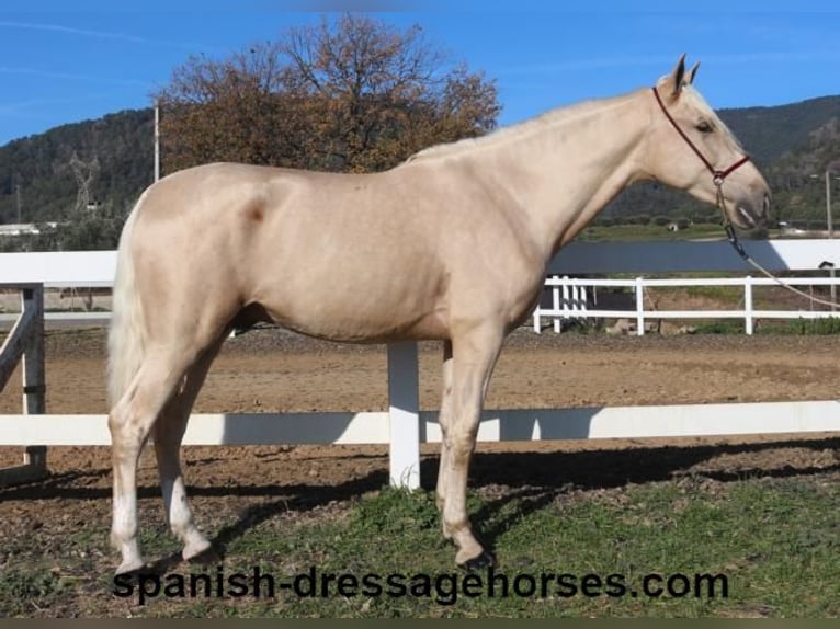 PRE Hengst 3 Jaar 165 cm Palomino in Barcelona