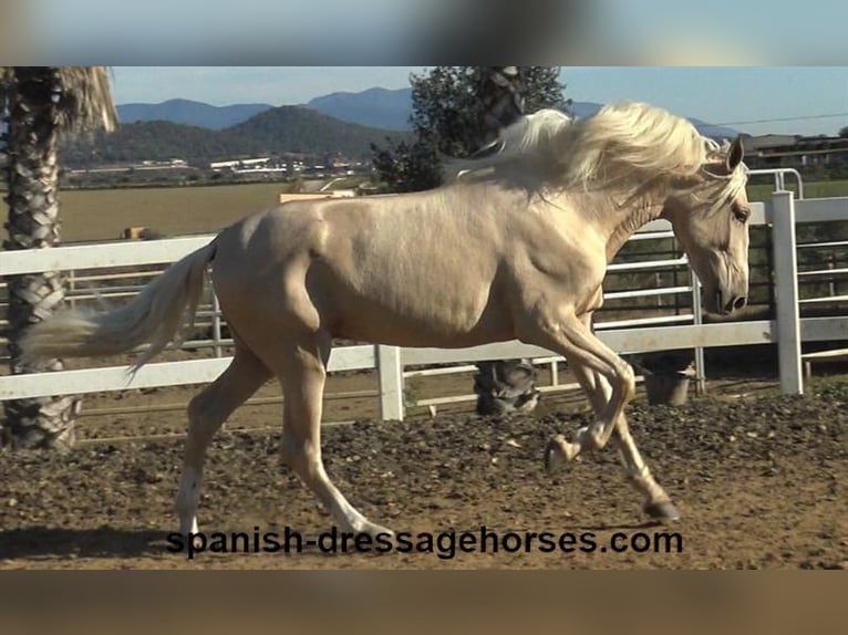 PRE Mix Hengst 3 Jaar 165 cm Palomino in Barcelona