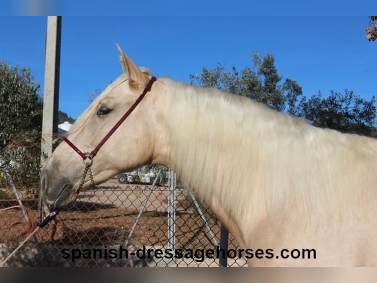 PRE Mix Hengst 3 Jaar 165 cm Palomino in Barcelona