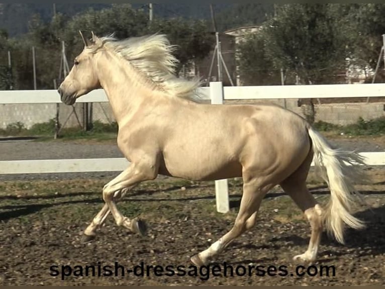 PRE Mix Hengst 3 Jaar 165 cm Palomino in Barcelona