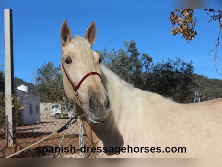 PRE Hengst 3 Jaar 165 cm Palomino in Barcelona