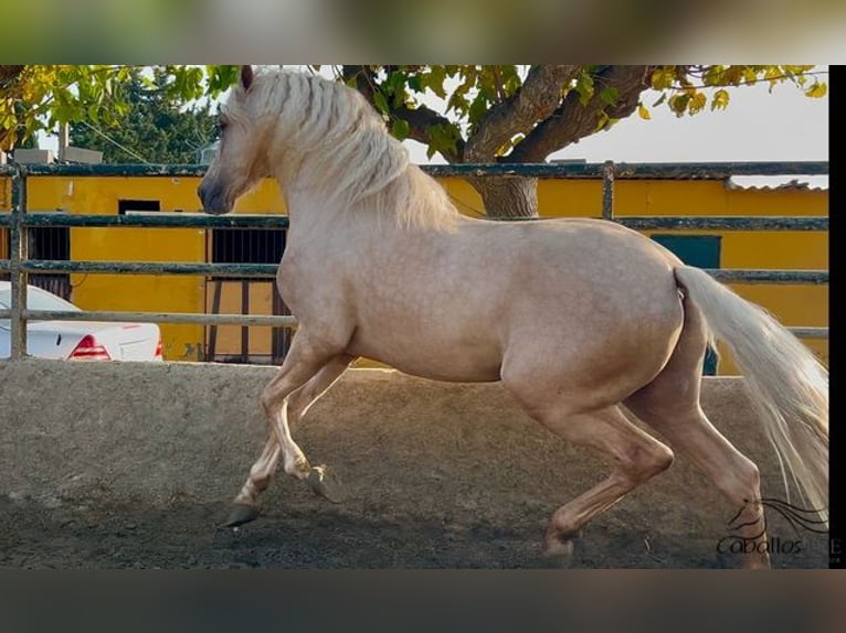 PRE Hengst 3 Jaar 165 cm Palomino in Barcelona