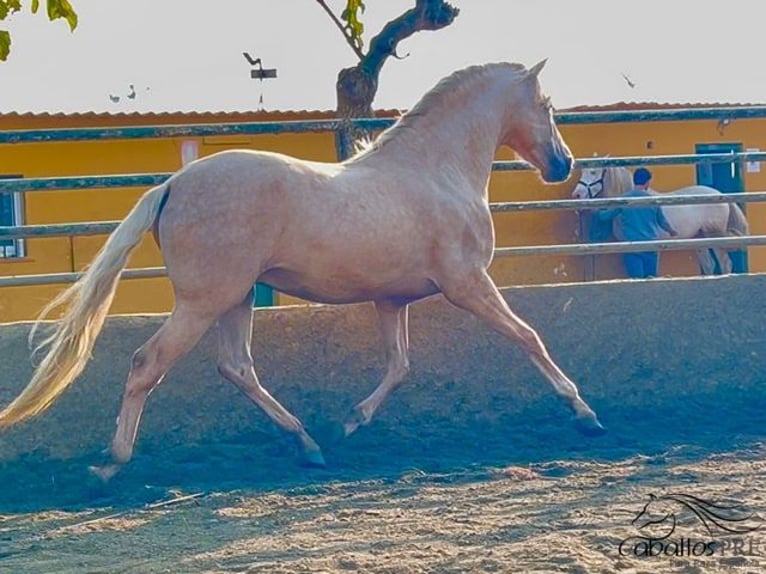 PRE Hengst 3 Jaar 165 cm Palomino in Barcelona