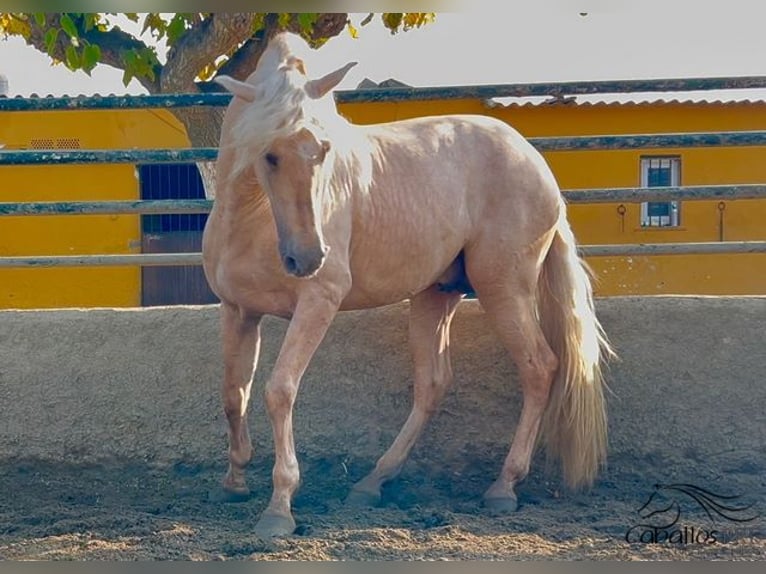 PRE Hengst 3 Jaar 165 cm Palomino in Barcelona