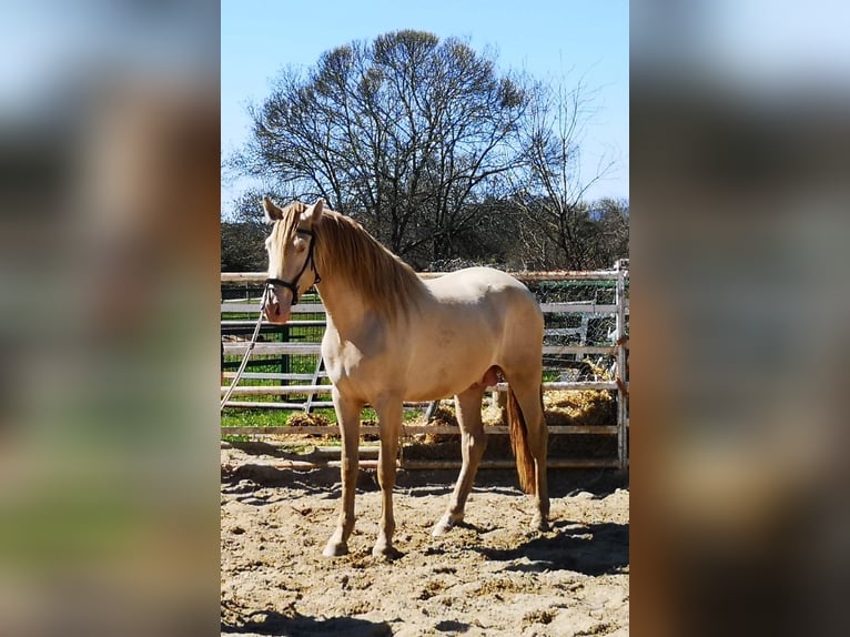 PRE Hengst 3 Jaar 165 cm Pearl in Madrid