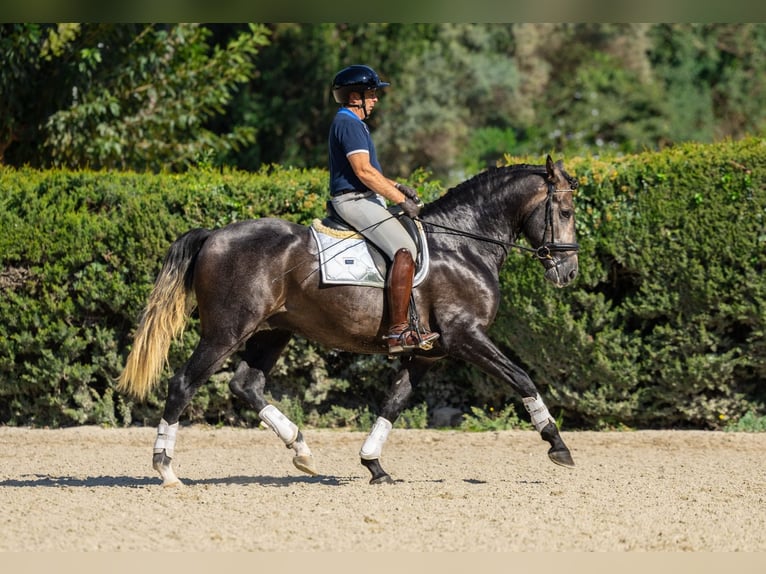 PRE Mix Hengst 3 Jaar 165 cm Schimmel in Barcelona