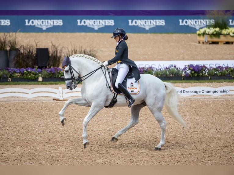 PRE Mix Hengst 3 Jaar 165 cm Schimmel in Barcelona