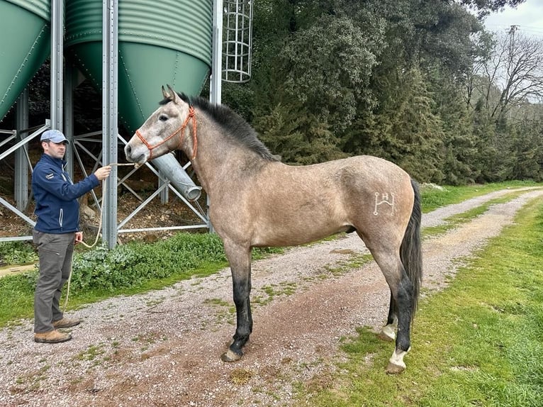 PRE Mix Hengst 3 Jaar 165 cm Schimmel in Galaroza (Huelva)