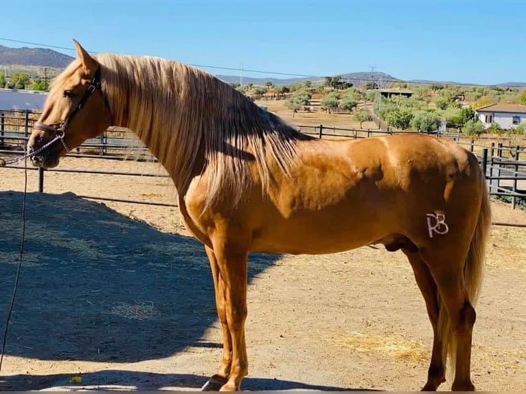 PRE Mix Hengst 3 Jaar 165 cm Schimmel in Galaroza (Huelva)