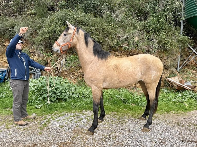 PRE Mix Hengst 3 Jaar 165 cm Schimmel in Galaroza (Huelva)