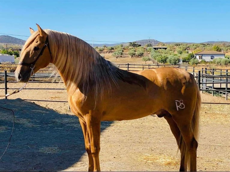 PRE Mix Hengst 3 Jaar 165 cm Schimmel in Galaroza (Huelva)