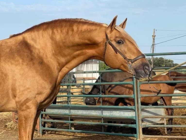 PRE Mix Hengst 3 Jaar 165 cm Schimmel in Galaroza (Huelva)