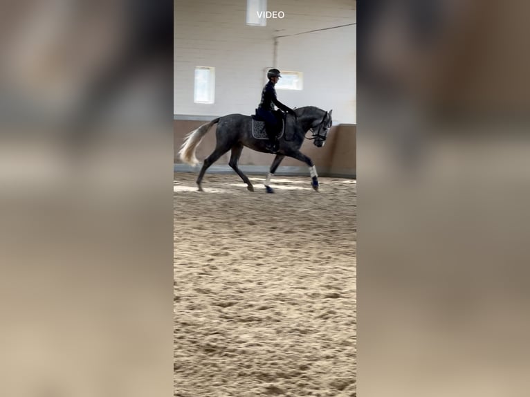 PRE Mix Hengst 3 Jaar 165 cm Schimmel in Warendorf PRE Mix Hengst 3 Jaar 165 cm Schimmel in Warendorf