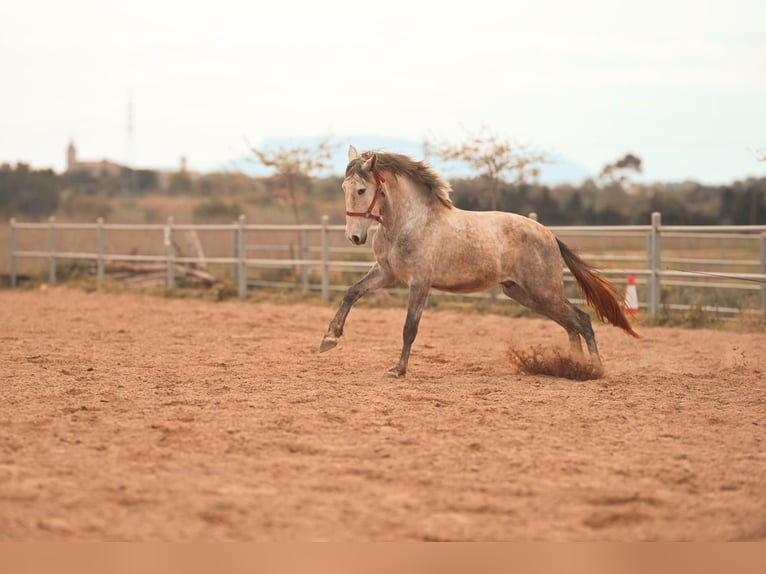 PRE Hengst 3 Jaar 165 cm Schimmel in Felanitx