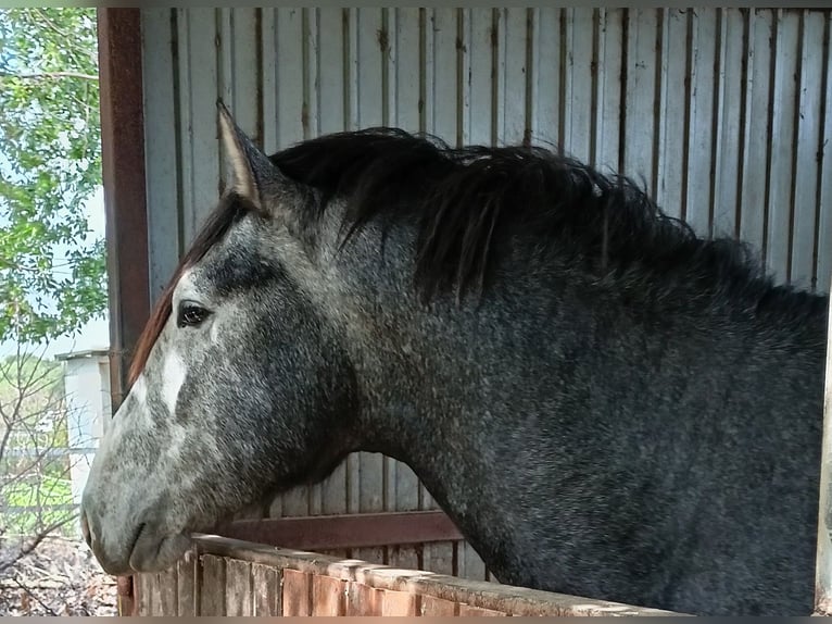 PRE Hengst 3 Jaar 165 cm Schimmel in Tarifa
