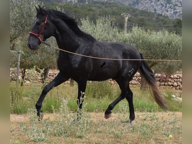 PRE Hengst 3 Jaar 165 cm Schimmel in Mallorca