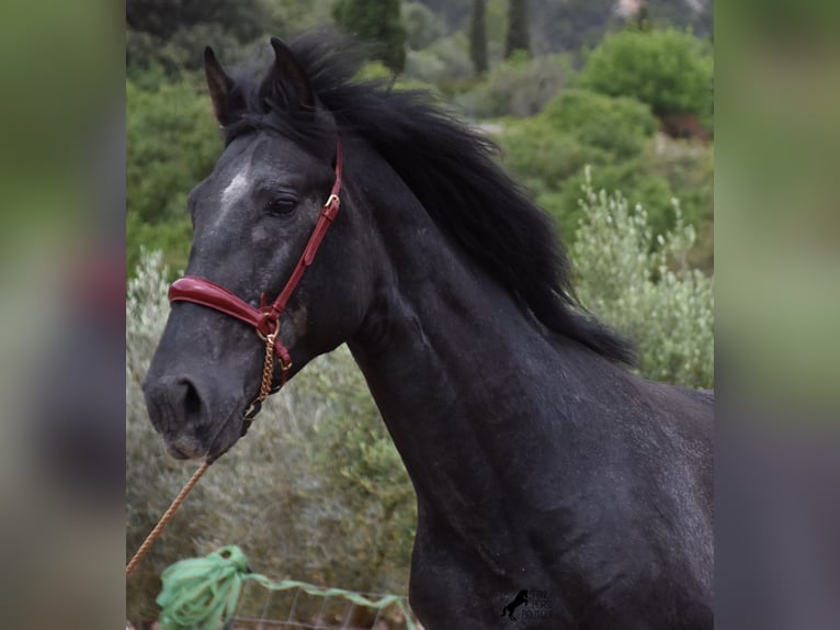 PRE Hengst 3 Jaar 165 cm Schimmel in Mallorca