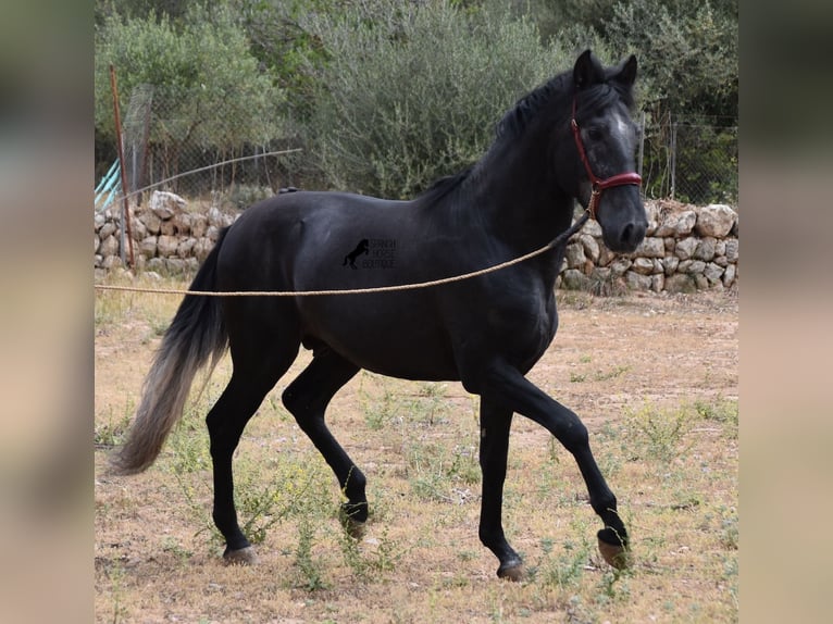 PRE Hengst 3 Jaar 165 cm Schimmel in Mallorca