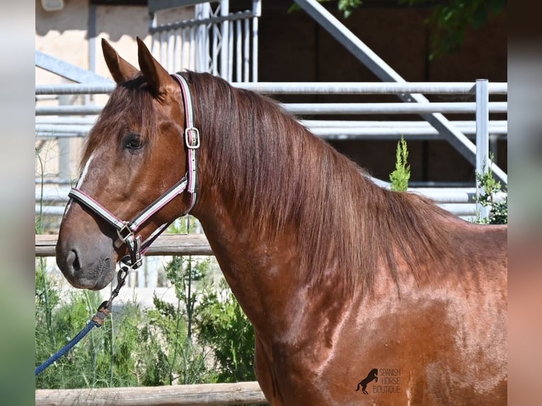 PRE Mix Hengst 3 Jaar 165 cm Vos in Mallorca