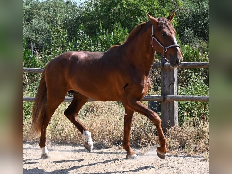 PRE Mix Hengst 3 Jaar 165 cm Vos in Mallorca