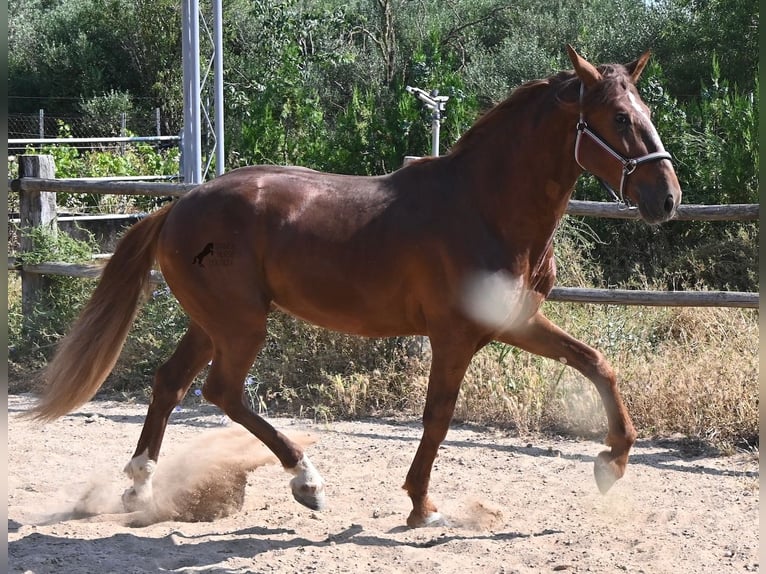 PRE Mix Hengst 3 Jaar 165 cm Vos in Mallorca