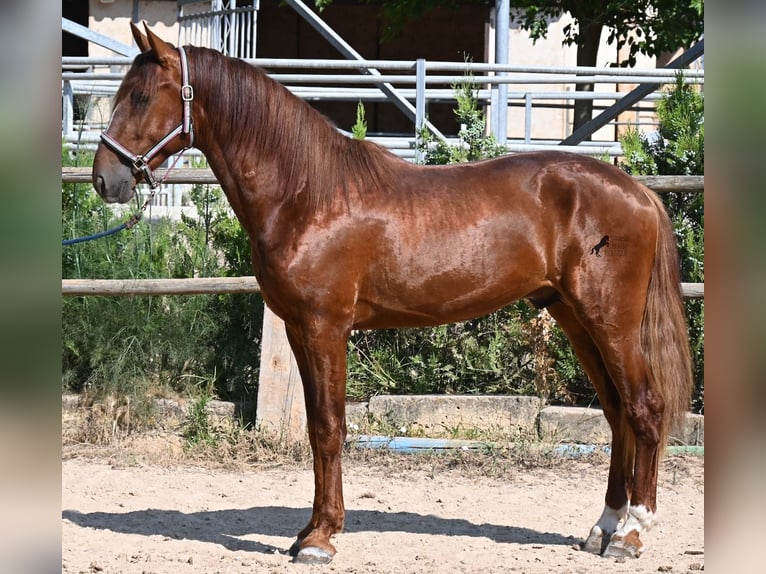 PRE Mix Hengst 3 Jaar 165 cm Vos in Mallorca