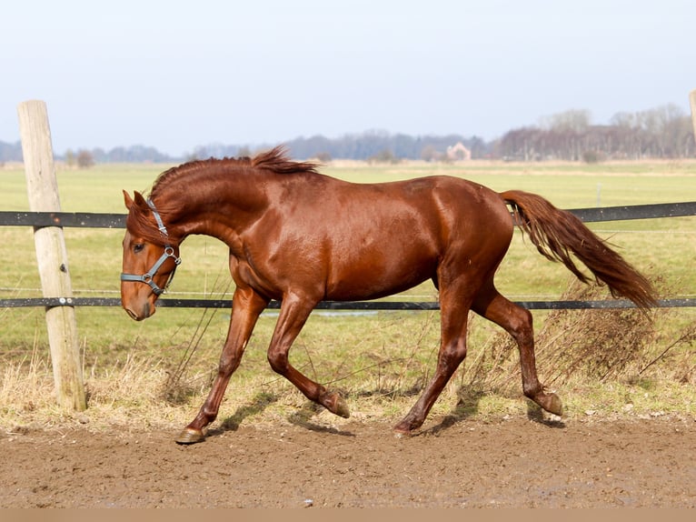 PRE Mix Hengst 3 Jaar 165 cm Vos in Wremen