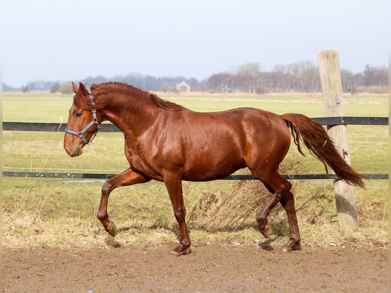 PRE Mix Hengst 3 Jaar 165 cm Vos in Wremen