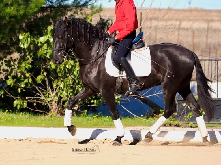 PRE Mix Hengst 3 Jaar 165 cm Zwart in Navas Del Madro&#xF1;o