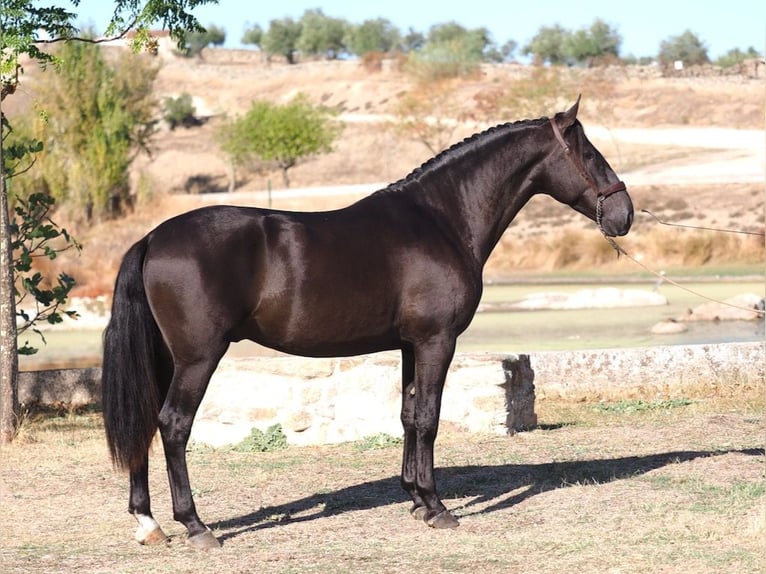 PRE Mix Hengst 3 Jaar 165 cm Zwart in Navas Del Madroño