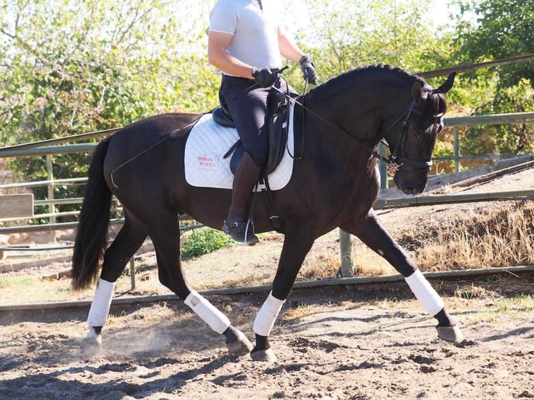 PRE Mix Hengst 3 Jaar 165 cm Zwart in Navas Del Madroño