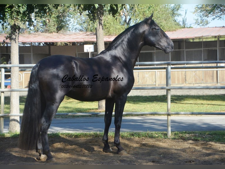 PRE Mix Hengst 3 Jaar 165 cm Zwart in Vejer de la Frontera