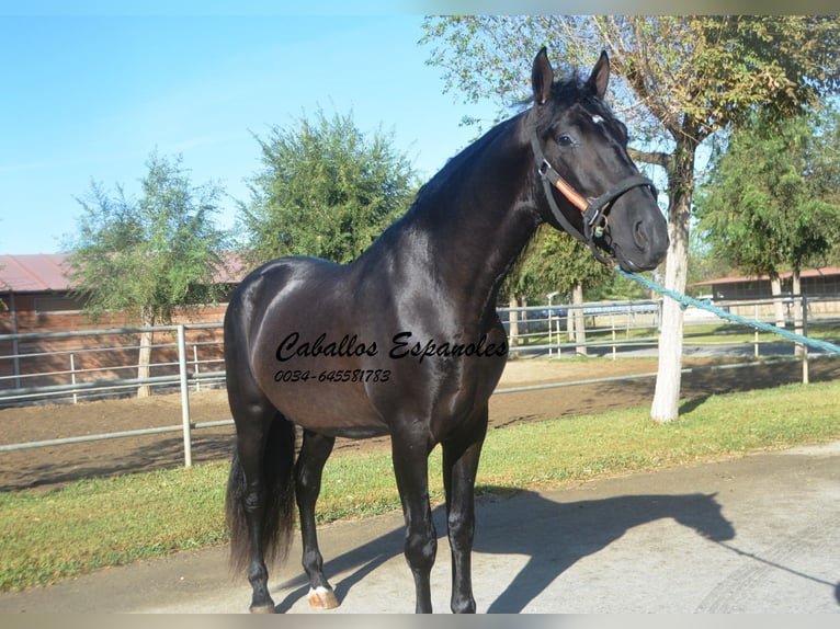 PRE Mix Hengst 3 Jaar 165 cm Zwart in Vejer de la Frontera