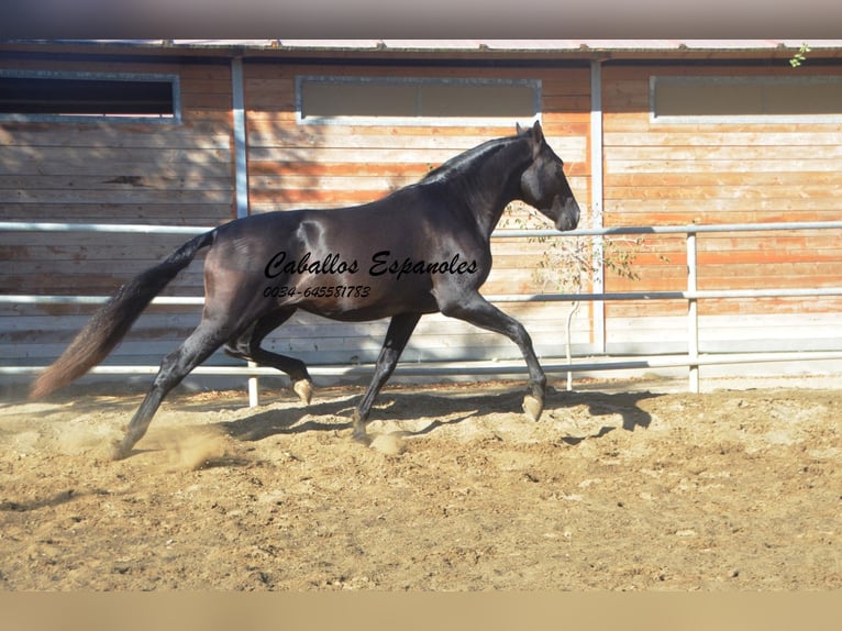 PRE Mix Hengst 3 Jaar 165 cm Zwart in Vejer de la Frontera