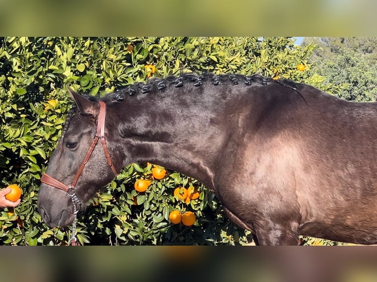 PRE Hengst 3 Jaar 165 cm Zwart in Pedralba