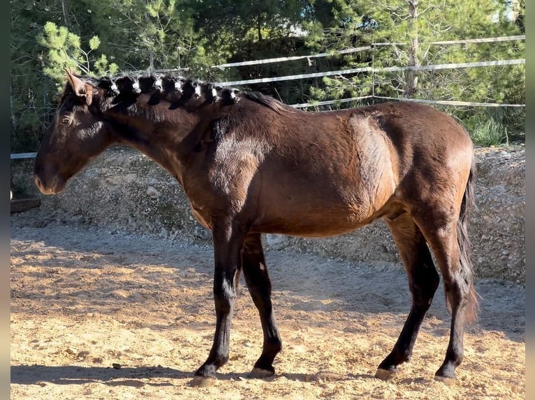 PRE Hengst 3 Jaar 165 cm Zwart in Pedralba