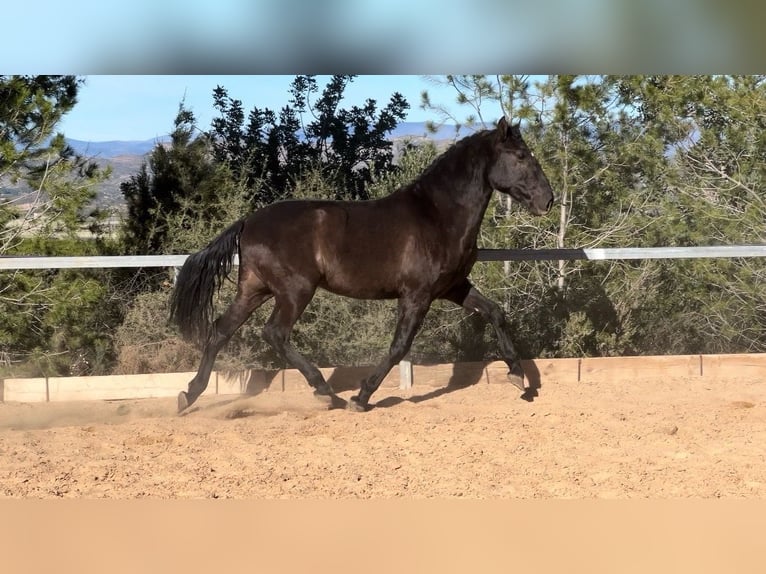 PRE Hengst 3 Jaar 165 cm Zwart in Pedralba