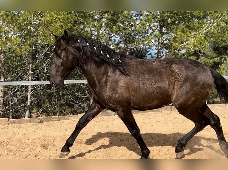 PRE Hengst 3 Jaar 165 cm Zwart in Pedralba